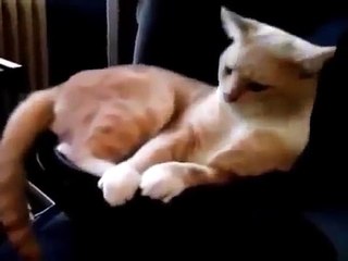 Приколы СМЕШНЫЕ ЖИВОТНЫЕ ПРИКОЛЫ 2016