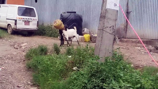 2 chèvres, un pot, tête coincée... Ahahah