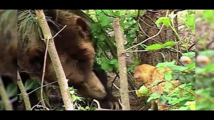 FEARLESS CATS | Badass Cats Who Will Amaze You