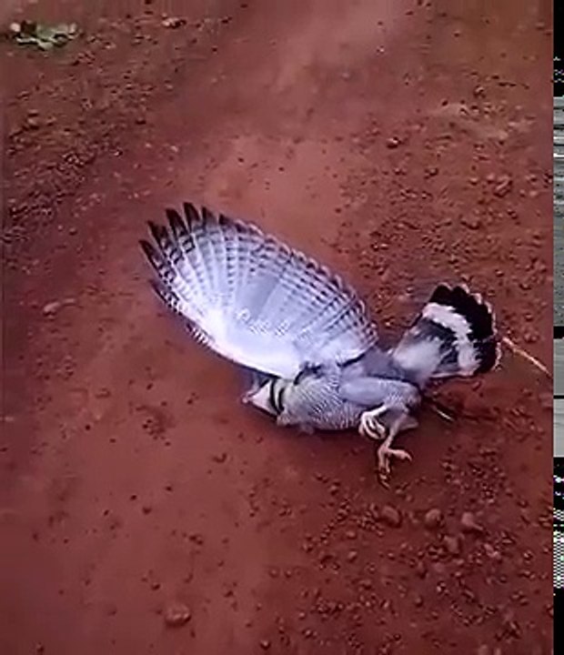 UFC Snake vs Bird