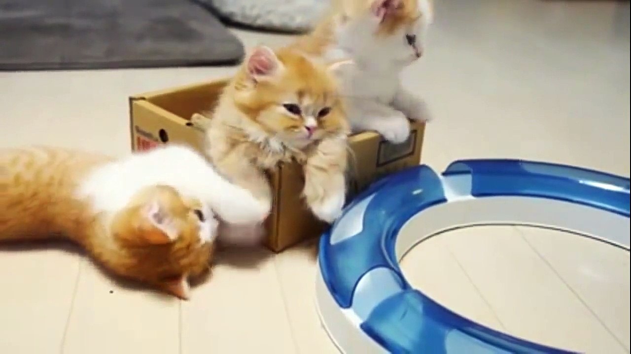 Смешные котята.Приколы.Funny kittens