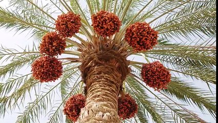 Teen Din Main 36 Khajorain Khain r Jadon Dekhain تین دن میں36 کھجوریں کھائیں اورجادو دیکھیں