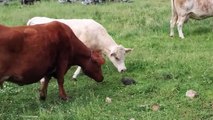 Une tortue fait peur à des vaches