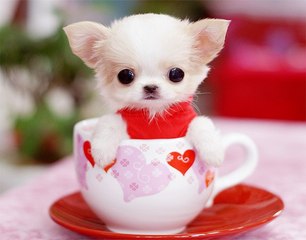 Cutest dog in the world - Cute dogs clips - Funny Type