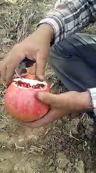 Yıllardır yanlış soyuyormuşuz