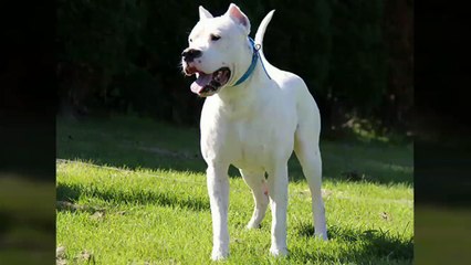 Top Most Strongest Dogs Breeds