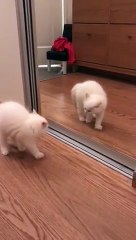 Voici un chat qui joue avec son reflet... dans le miroir