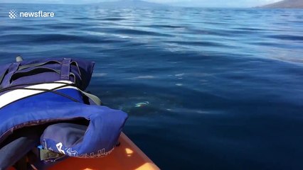 Curious humpback whale calf circles around kayakers