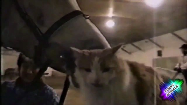 ТОП ПРИКОЛЫ С ЖИВОТНЫМИ смотреть бесплатные видео приколы онлайн1