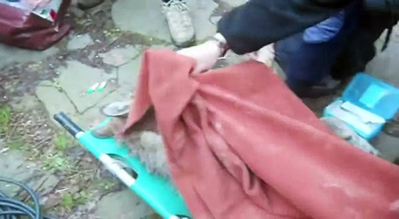 A historia de navarre o lobo