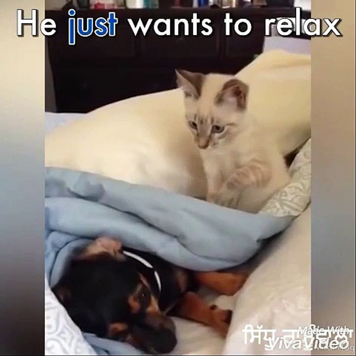 Funny dog and cat :: Must watch