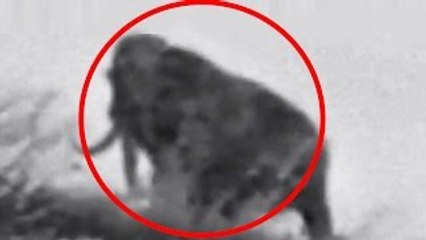 Mammoth sighting caught on Tape