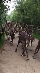 A pack of reindeers