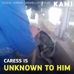 Abused Dog reacts to being stroked for the first time