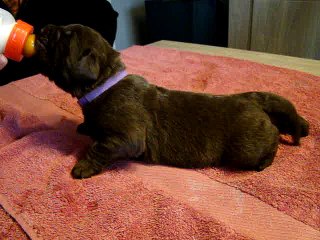 femelle violette élevage de VALOYAN