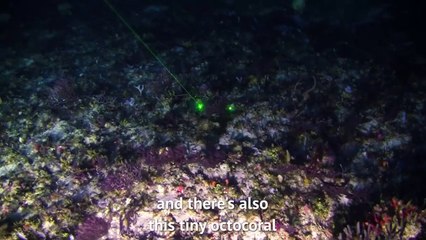 Le splendide récif de corail découvert en Amazonie déjà menacé