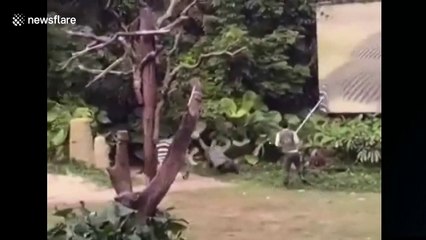 Zookeeper viciously attacked by zebra