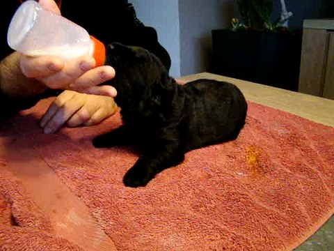 femelle noire élevage de VALOYAN