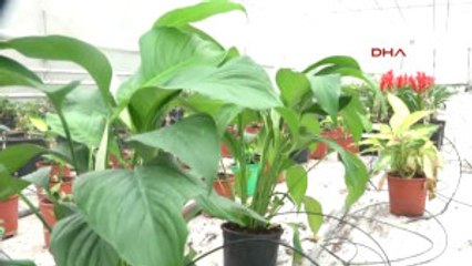 Şanlıurfa - Seralarda Sebzelere Ek Olarak Süs Bitkileri Yetiştiriliyor