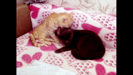 Забавные кошки. Нереально заботливый кот!