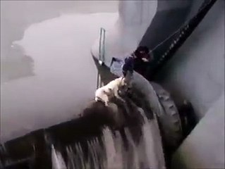 Courageous man saves dog from a dam