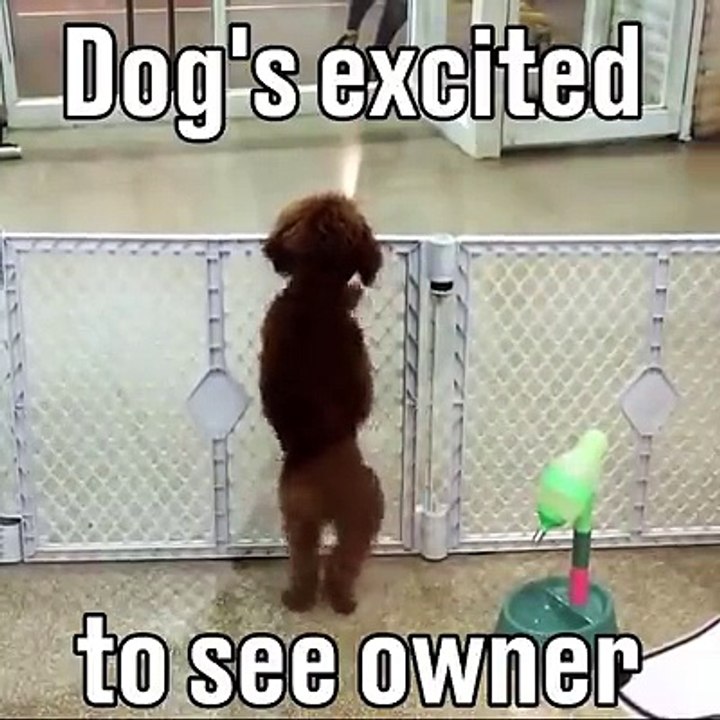 This dog excited to see owner video Dailymotion