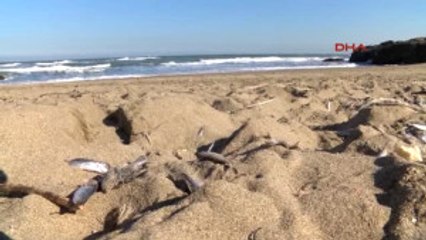 Kocaeli - Kandıra Sahilde Balık Kalmadı