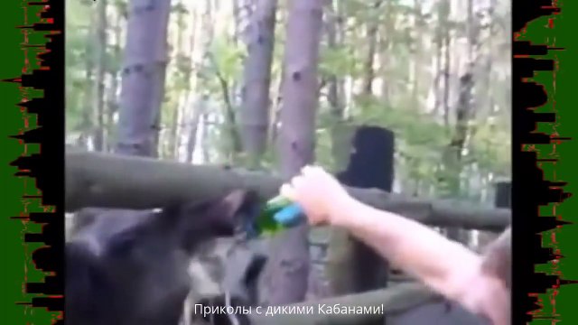 Дикие кабаны на охоте.