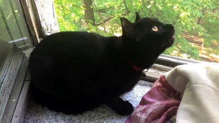 Funny cat. Broken cat.  Кот сломался. Приколы)