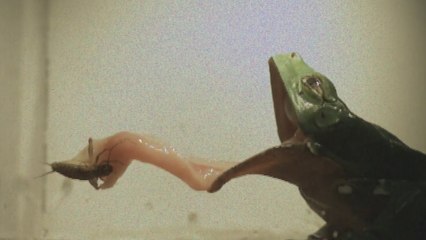 Una saliva reversible, el arma secreta de las ranas