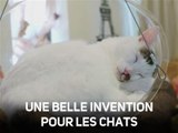 Trop mignon : la balançoire pour chat