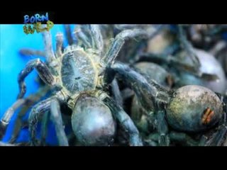 Mga tarantula, kinakain sa Cambodia | Born to be Wild