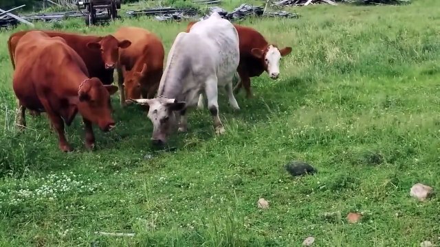 Une tortue effraie des vaches