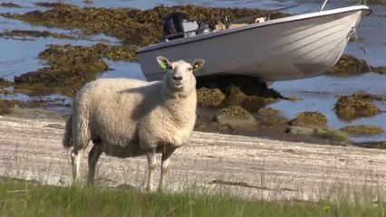 HD Video of Sheep and Lambs to Music