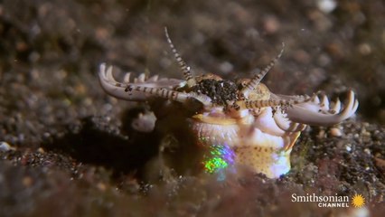 Un ver marin tapi dans le sable pour attraper ses proies