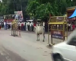 FUNNY COW CHASING | LAUGHING VIDEO