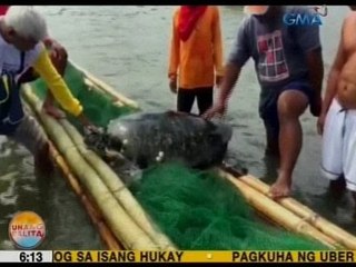 UB: 200 kilos ng Olive Sea Turtle, nailigtas