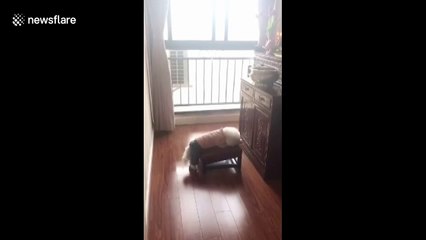 This dog appears to be religious