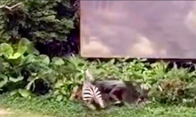 Un zèbre attaque un soigneur dans un zoo !
