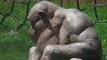 The  fascinating hairless chimpanzees