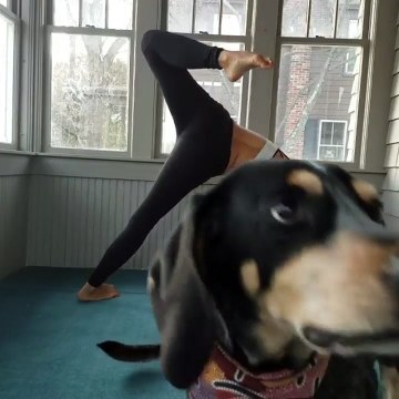 Pas facile de donner des cours de Yoga en ligne quand on a un chien
