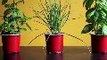 Six Herbs You Can Easily Grow Indoors