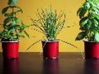 Six Herbs You Can Easily Grow Indoors