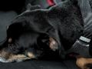 5 Pet-Friendly Road Trip Tips