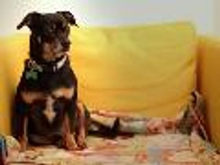 5 Hacks to Soothe Your Pet's Separation Anxiety