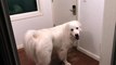 The Great Escape, Great Pyrenees Edition