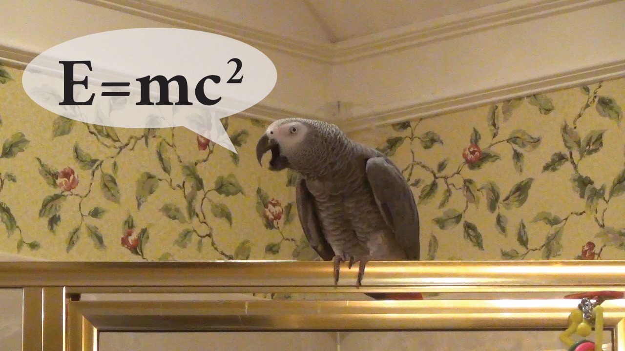 Einstein Parrot states the Theory of Relativity
