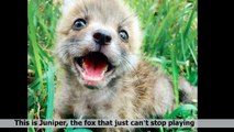 Meet Juniper, the Domesticated Fox That's so Adorable She'll Melt Your Heart