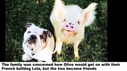 This Pig Is Convinced She’s A Puppy And Her Best Friend Is A French Bulldog