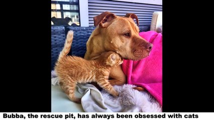 Rescue Dog Finally Got the Kitten He’s Wanted for Years and It’s Just as Adorabl